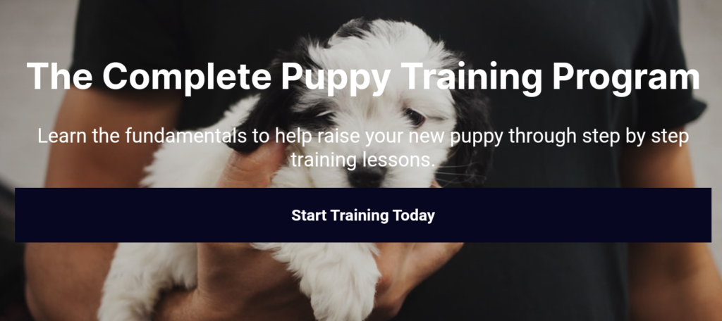 what are the first things to train my puppy