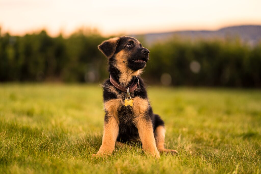 What is the best way to bring home a new puppy?