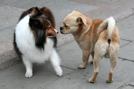 Why Do Dogs Walk in an Arc?