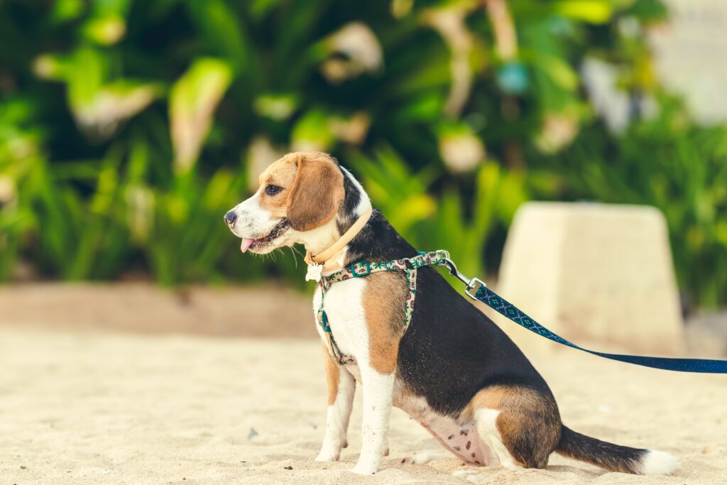 Nurturing Pawsitivity: Positive Training Methods for Your Puppy's First Park Walk