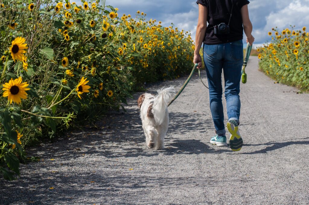 Training Your Puppy on a Walk