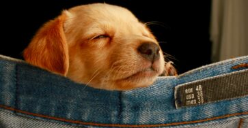 Puppy Training is Important