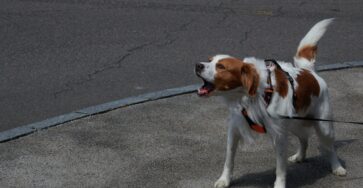Noticing Your Dog's Stress Levels
