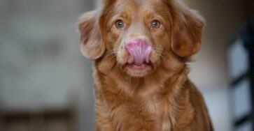 Understanding Displacement Behaviour in Dogs