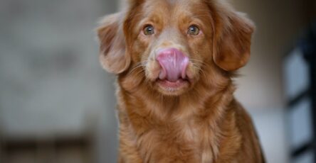 Understanding Displacement Behaviour in Dogs