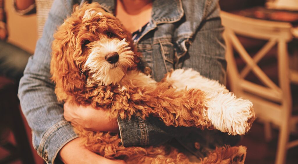 Socialising Your New Puppy: A Beginner's Guide