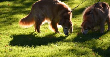 Unravelling the Mysteries of Sniffing Near Other Dogs