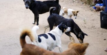 canine communication