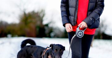 two-day rule in dog training