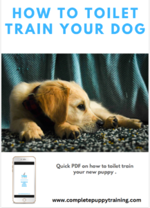 How To Toilet Train Your Puppy