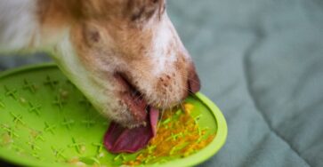 Benefits of a lickimat