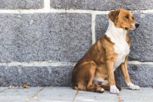Decoding Why Dogs Suddenly Stop on Walks