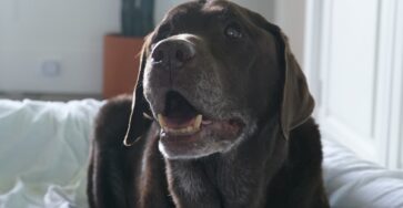 Empowering Dogs to Overcome Anxiety and Phobias