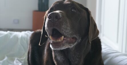 Empowering Dogs to Overcome Anxiety and Phobias