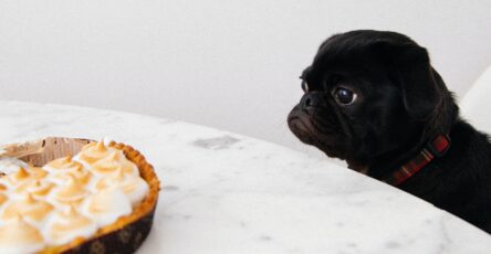 Breaking the Begging Habit