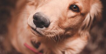 The 5 Golden Rules of Dog Training