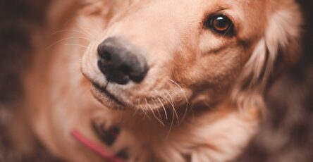 The 5 Golden Rules of Dog Training