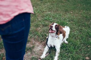 The Virtue of Patience: Navigating Adolescent Dog Training