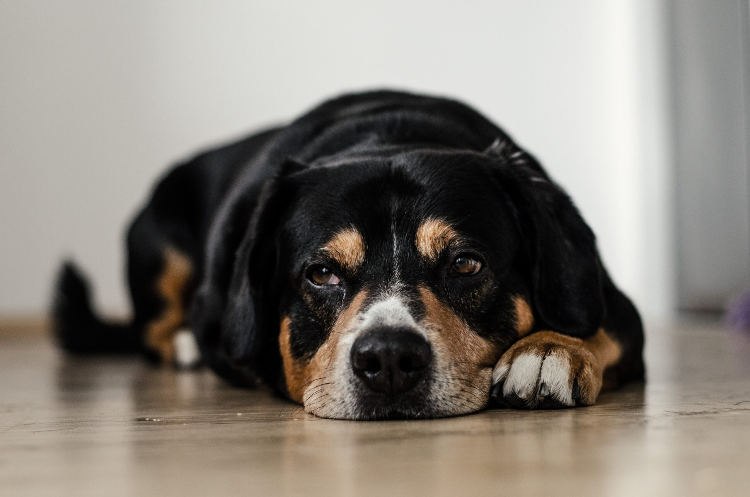 Understanding Why Your Dog Might Appear Depressed