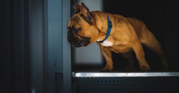 How Good Dogs' Ears Really Are