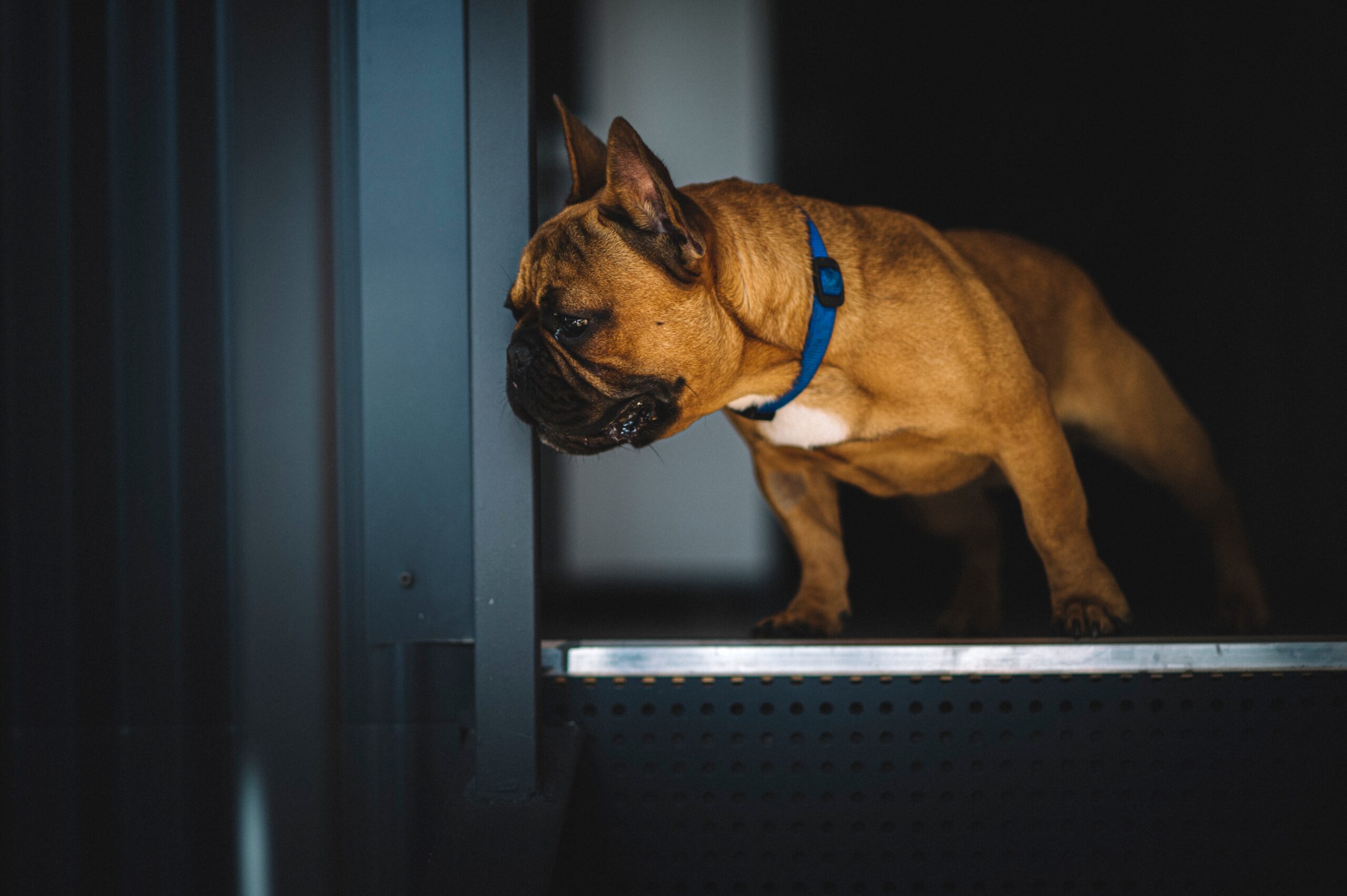 How Good Dogs' Ears Really Are