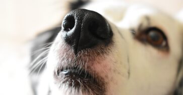 The Extraordinary Sense of Smell in Dogs