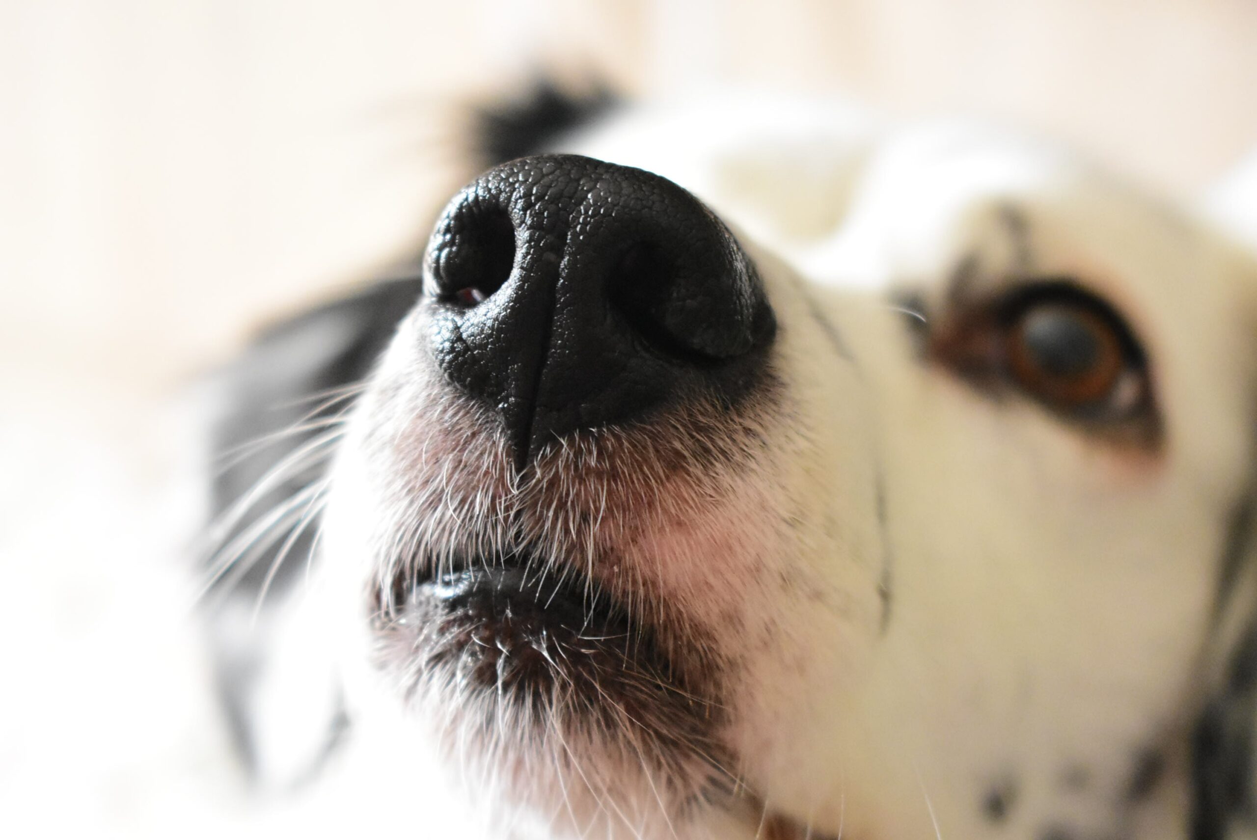 The Extraordinary Sense of Smell in Dogs
