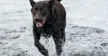 Understanding the Dog Hormone Cortisol