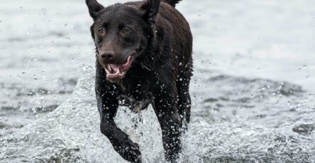 Understanding the Dog Hormone Cortisol