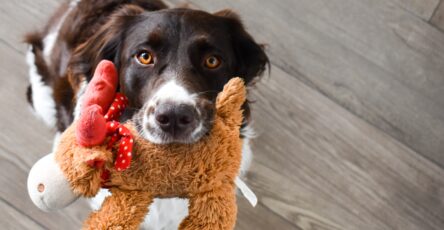 How To Teach The Drop Command