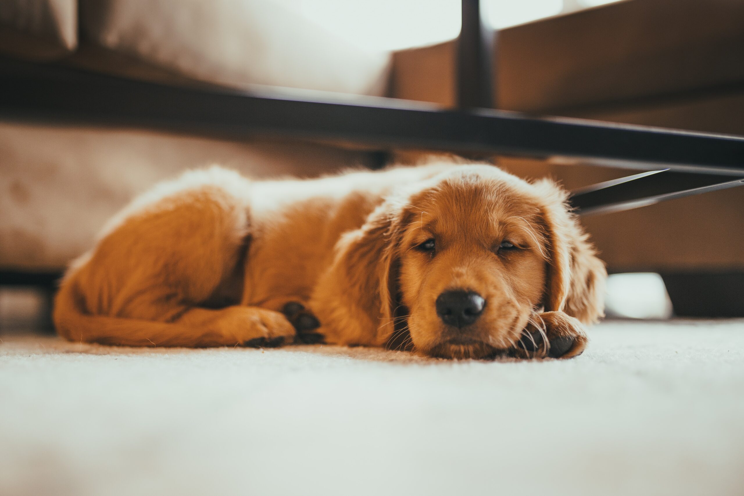 Why Providing a Quiet Retreat Space Benefits Your Dog