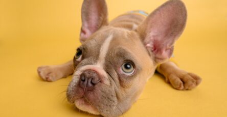 the essential checklist for welcoming your new puppy
