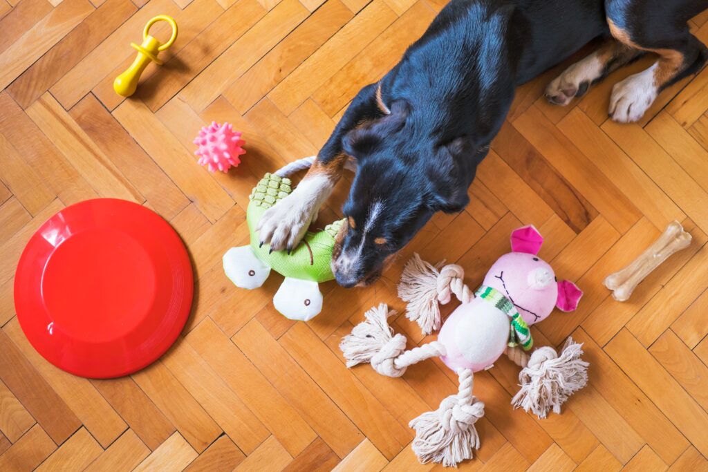 Chewing for Canine Brilliance: Appropriate Items and Toys for Mental Stimulation
