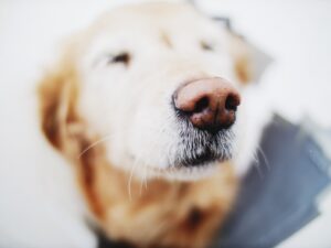 The Extraordinary Sense of Smell in Dogs