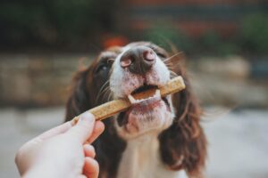 The Benefits of Hand Feeding Your Canine Companion