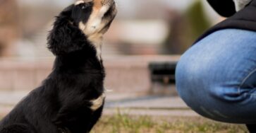 B.F. Skinner's Operant Conditioning