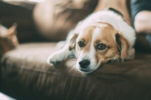 Why Providing a Quiet Retreat Space Benefits Your Dog