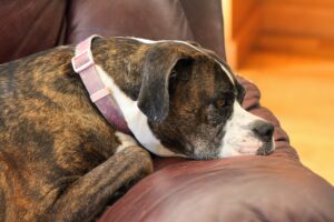 Understanding Why Your Dog Might Appear Depressed