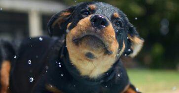 Keeping Games Fun and Engaging for Puppies