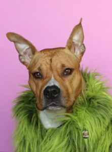 Doggy Drama of Testosterone and Estrogen