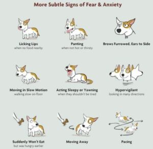 Understanding doggie facial expressions