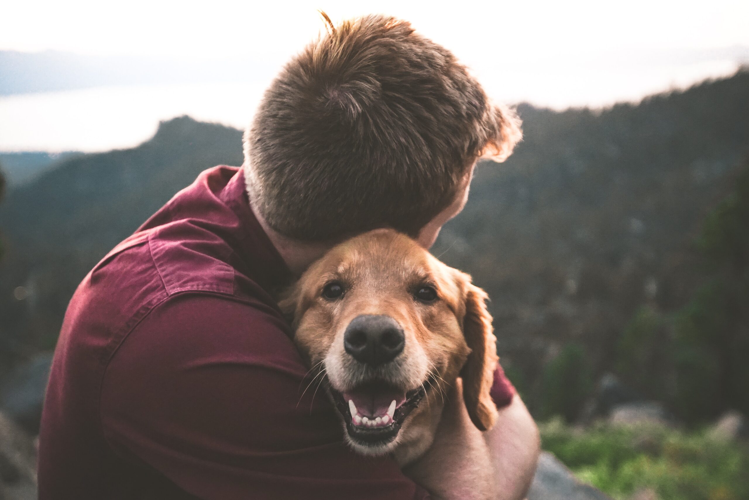 The Role of Oxytocin in a Dog's Body