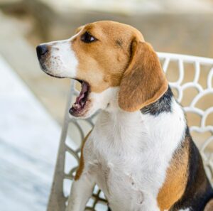 The Behavioural and Health Reasons Behind Your Dog's Whines