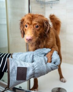 the importance of drying your dog after a rainy walk