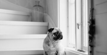 Why Skipping Dog Walks Can Lead to Issues