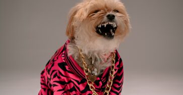 How to Prevent Your Puppy from Developing Aggression