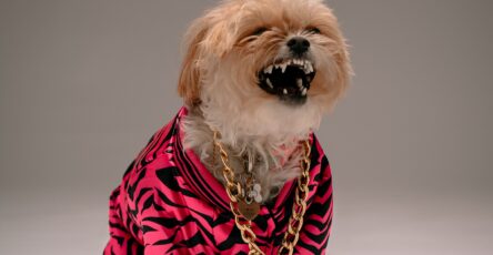 How to Prevent Your Puppy from Developing Aggression