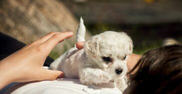 Puppyhood: More Than Just Obedience Training