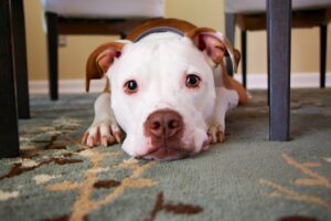Signs to look for if your dog wants to be left alone