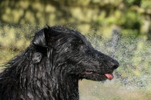 How Atmospheric Pressure Affects Your Dog's Behaviour